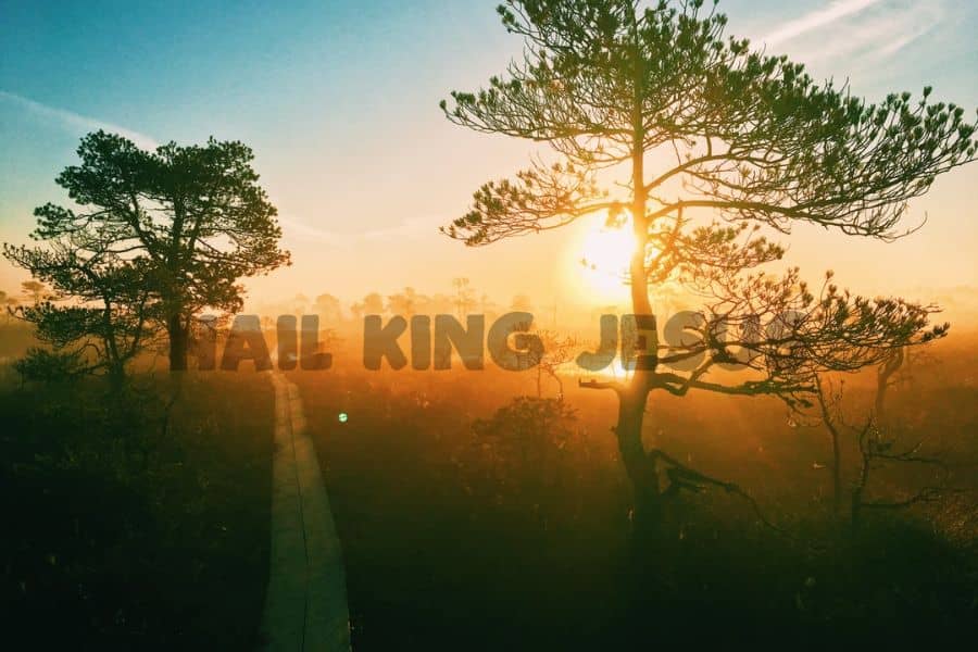 All Hail King Jesus Chords and Lyrics