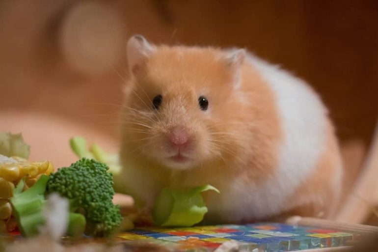 30 Fun Hamster Quiz Questions and Answers
