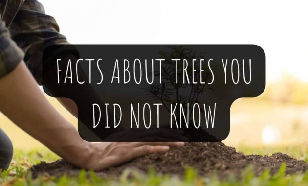 Facts About Trees You Did Not Know