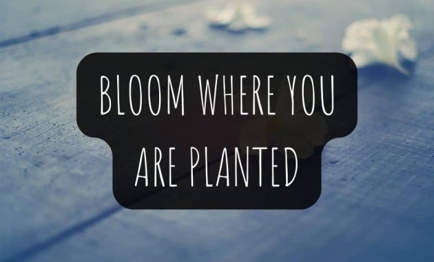 Bloom Where You Are Planted from Biblical View