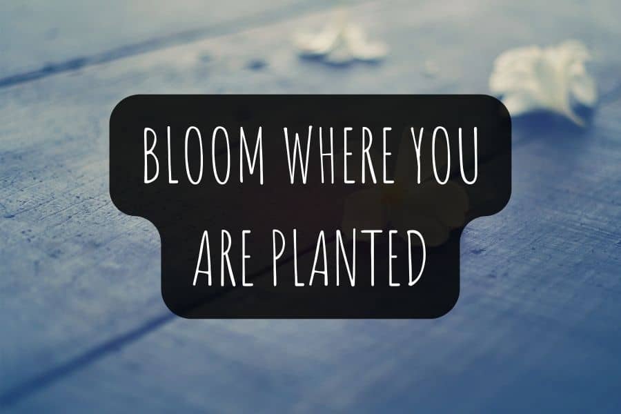 Bloom Where You Are Planted from Biblical View